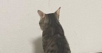 白い壁をじっと見つめて『動かない猫』→まさかの理由に笑ってしまうとSNSで反響「背中で語ってる…」「ほんっとにカワユイｗ」と14万表示