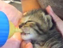 道路脇で鳴いていた赤ちゃん猫を保護→生後１週間をすぎると…涙が出るほど『尊い変化』に「とても愛おしい」「お腹ぽんぽこりん天使」と反響