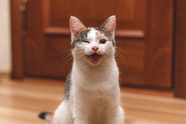 笑顔の猫