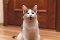 猫が『笑っているような顔』をしているときの理由3選　どんな心理が考えられる？気持ちを読み取るコツまで