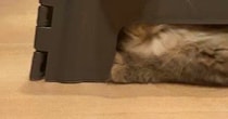 ステップ台の中に『入り込む猫』→飼い主に呼ばれると、『小さな穴』から…まさかの光景に１万いいね「サイズ感ばっちりｗ」「可愛くて無理」
