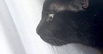 窓辺にいた黒猫→『カラス』が近づいてくると、『耳』がわかりやすく変化して…可愛すぎる瞬間に２万いいね「完全にゴジラ」「怖いよね～」