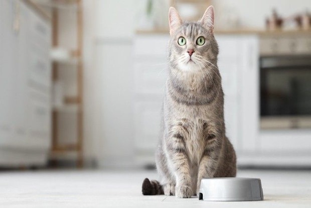 食器の前で待っている猫