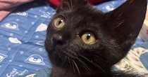 手のひらサイズの『とっても小さかった子猫』が、３年後→『貫禄』が出てきて…劇的なビフォーアフターに「すくすく育ったねｗ」「なんて素敵」