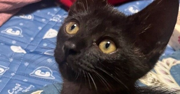 手のひらサイズの『とっても小さかった子猫』が、3年後→『貫禄』が出てきて…劇的なビフォーアフターに「すくすく育ったねw」「なんて素敵」