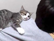 お絵かきをしている男の子→子猫が背中の上に乗ってきて…悶絶級に『愛おしい光景』が43万再生「無邪気すぎて可愛い」「自然と口角が上がる」