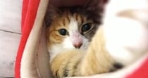 キャットタワーでくつろぐ猫→飼い主が近づいてくると…思わず笑ってしまう光景に「本当に面白くて可愛いｗ」「いい目をしてる」の声