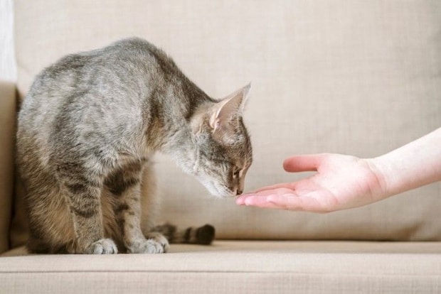 人の手のニオイを嗅ぐ猫