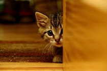 猫が『懐いてくれない人』に当てはまる特徴5つ　やりがちなNG行為や仲良くなるためのコツ