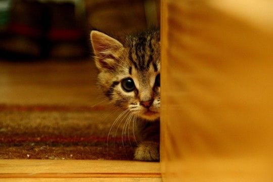 猫が『懐いてくれない人』に当てはまる特徴5つ やりがちなNG行為や仲良くなるためのコツ