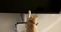 猫が『テレビ大好き』になった結果…人間の子どものような『まさかの光景』に「現代猫すぎて笑ったｗ」「Z世代だｗ」と爆笑する人が続出