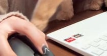 在宅ワーク中、猫がやってきた結果…全然仕事にならない『全力すぎるネコハラ』が26万再生「すっごい邪魔してるｗ」「往復ビンタ」と爆笑の声