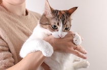 猫が前触れもなく『噛みついてくる』ときの原因5つ　行動の意味や適切な対処法も解説