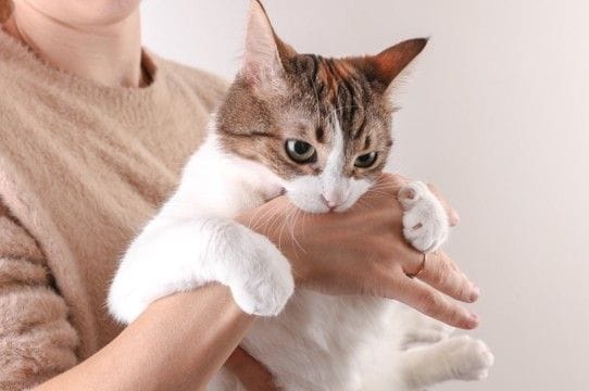 猫が前触れもなく『噛みついてくる』ときの原因5つ　行動の意味や適切な対処法も解説