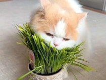 いつもは温厚なネコ→大好物の『猫草』を前にした瞬間、性格が…想像以上の『豹変っぷり』に「肉食動物かのよう」「めちゃくちゃ食べるね」の声