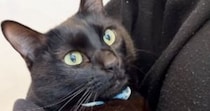 真っ黒の毛並みが綺麗な黒猫→６年前の『子猫時代の様子』を見てみると…尊すぎる『ビフォーアフター』に「きゃあ」「かわいー」と反響