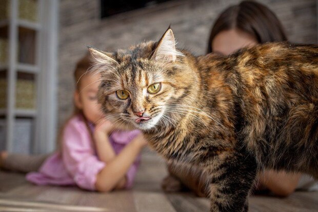 シベリアンフォレスト種の猫