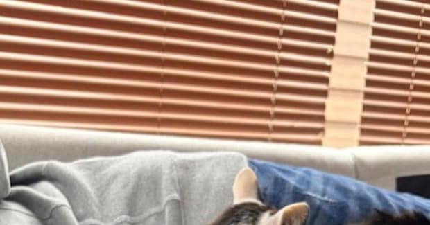 『もはやマタタビ?』ソファでくつろぐパパを見たら、『猫たち』が…『モテモテすぎる光景』に「えー凄いw」「あたたかいのかなw」と話題に