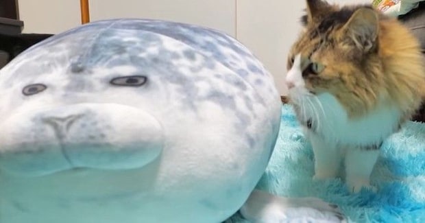 猫に『アザラシのぬいぐるみ』をあげた結果…10日後の『変わり果てた様子』に「アザラシの干物w」「もうこね上がったんだw」と爆笑の声