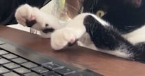 集中してPC作業をしているところに『甘えたい猫』がやってきた結果…『攻防戦の様子』に爆笑の声「一番大事なときにｗ」「かまってニャン全開」