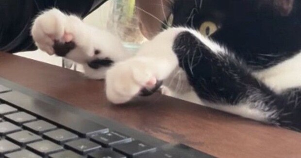 集中してPC作業をしているところに『甘えたい猫』がやってきた結果…『攻防戦の様子』に爆笑の声「一番大事なときにw」「かまってニャン全開」