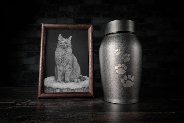 猫の写真と骨壺