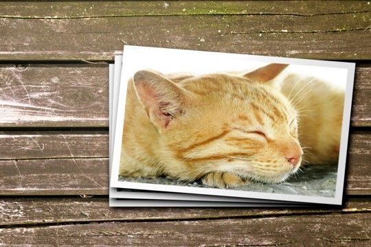 『愛猫を亡くした人』のためにあなたができること3つ　避けるべき行為や適切な支え方まで