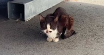 体重わずか1.8キロ『ボロボロの体で助けを求めてきた野良猫』を保護…『3年間の記録』に感動の声「運命ってあるんだ」「奇跡の出会い」