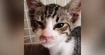 真夏のアスファルトで『虫の息だった子猫』が、現在…見違えるビフォーアフターに感動の声続出「よかったよかったー」「本当にイケニャン」