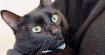 真っ黒の毛並みが綺麗な黒猫→６年前の『子猫時代の様子』を見てみると…尊すぎる『ビフォーアフター』に「きゃあ」「かわいー」と反響
