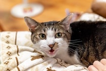猫が『気まぐれ』な態度をみせる理由3つ　機嫌が左右される要因や上手な付き合い方のコツ