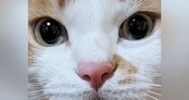 まん丸おめめの『可愛らしい顔をした猫』→リラックス中に撮影したら…驚きの『変貌ぶり』に「何かの間違いでしょｗ」「寝起きｗ」と爆笑の声