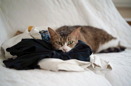 猫にとってたまらない『大好きなニオイ』5選 つい反応してしまう理由や活用法もご紹介