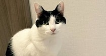 『私の作品です』自慢げにカメラを見つめる猫→『後ろの壁』を見ると……笑ってしまう光景に「ニャンクシー」「芸術家発見ｗ」と話題