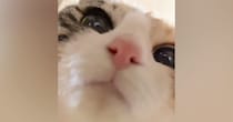 筒の中におやつを入れて『猫を撮影』→途中までいい感じだったのに…完全に予想外の展開が54万再生「ダメだニヤけるｗ」「最後で爆笑した」