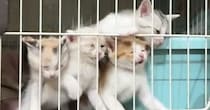 腹ペコで『元気に鳴いていた子猫たち』→満腹になった結果…『尊すぎる変化』に「ちょっと眠そうｗ」「可愛いがいっぱい」と反響