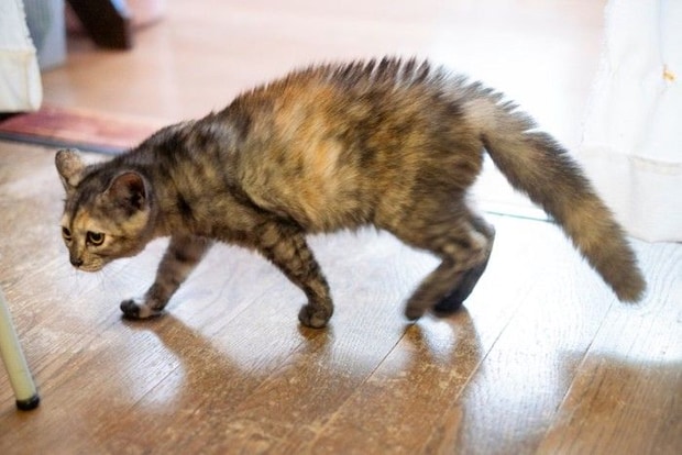 威嚇して歩く猫