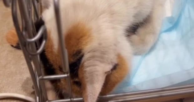 真冬に『置き去り』にされた猫→痙攣しているところを発見されて…『幸せを掴むまでの軌跡』に反響「助けてくれてありがとう」「涙が出た」