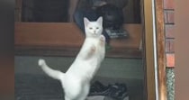 猫が庭にいる『大好きな飼い主』を見つけた次の瞬間→どうしても近くに行きたくて…まさかの行動に「顔がムニってｗ」「忍者みたい」と18万再生