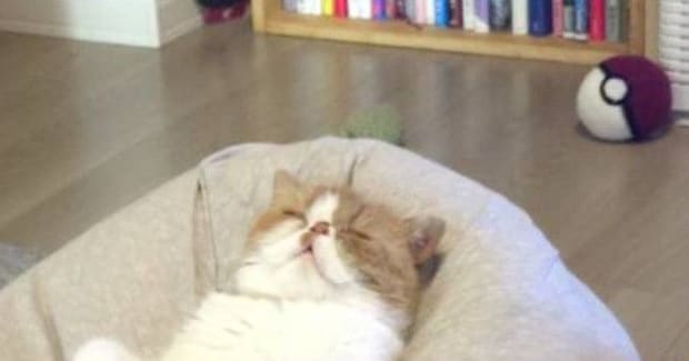 クッションの上で眠っていた猫→完全に『リラックス中』の光景に「ダメになったw」「自分のこと人間だと思ってそうw」と3万いいね