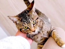 朝、家事中のママ→保護子猫がひたすら後を追いかけて…まるで人間の赤ちゃんのような『尊い光景』が19万再生「大好きが溢れている」と反響