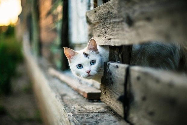 外の様子をうかがう猫