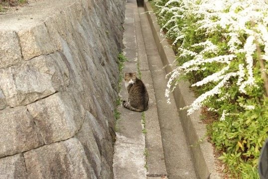 猫には『散歩』が不要な理由5つ 屋外に出すリスクや安全に発散する方法も