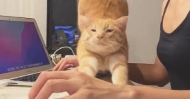 作業中、机の上に『茶トラ猫』がやってきた結果…かまってちゃんすぎる『微笑ましい光景』に「仕事にならないねぇｗ」「かわいい日常」と反響