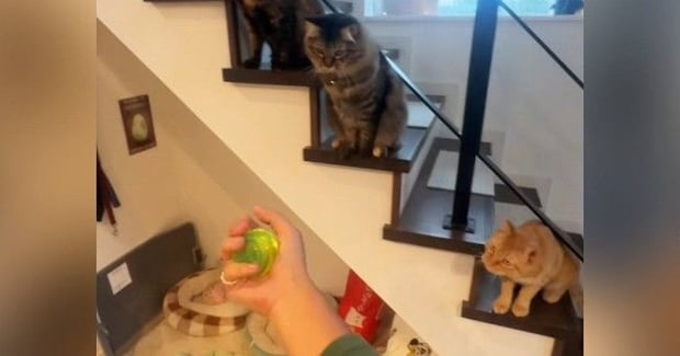 猫3匹の前で『ヨーヨー』を披露してみたら…見事な反応と『温度差ありすぎる犬』が71万再生「下にいるワンコｗ」「めっちゃ良いお客さんｗ」