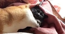 柴犬が『猫に甘えているところ』を見られた結果…笑えるほど『気まずそうな反応』が265万再生「たまらなくいい表情ｗ」「浮気がバレたとき」