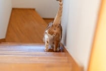 猫の『おしり』に関連する危ない病気4選　放置してはいけない理由や早期発見するためのポイント