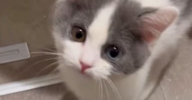 子猫に『にゃあは？』と話しかけた結果…尊すぎるやり取りと『現在の様子』が17万再生「たまらんなぁ」「控え目なのがまた可愛らしい」