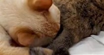 同居猫のおしりの匂いを嗅いで『クサそうな表情を見せた猫』→次の瞬間…まさかの行動が106万表示「何回も見てしまうｗ」「ほんと好きｗｗ」