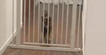 お留守番していた猫→『大好きな飼い主』が帰ってくると…嬉しさが伝わる『熱烈大歓迎』が53万表示「人生で一度は体験したい」「たまらんな」